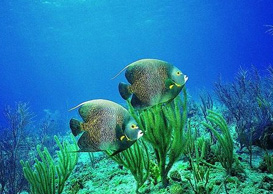 環(huán)境影響評(píng)價(jià)、排污許可證、應(yīng)急預(yù)案